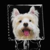 3D Glass White Dog Portrait