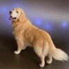 Golden Retriever Needle-Felt Cat Sculpture Right