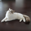 White Needle Felt Cat Sculpture Whole Body